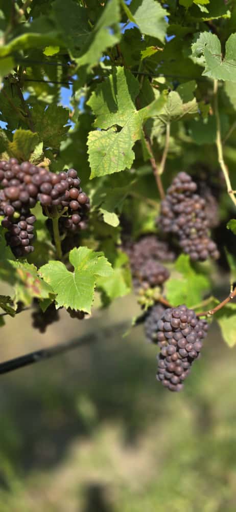 Hier klicken um Bilder anzuzeigen